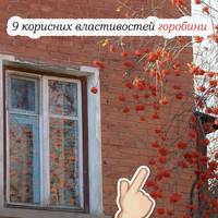 9 корисних властивостей горобини, через які її слід посадити у своєму дворі