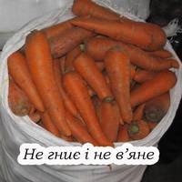 Щоб морква гарно лежала і не гнила, потрібно дотримуватися головних правил зберігання