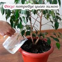 Зимовий догляд за фікусом: секрети натуральних добрив