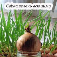 Свіжа зелень завжди під рукою. Як правильно вирощувати цибулю на підвіконні