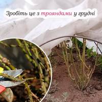 Догляд за трояндами зимою: навесні кущі потішать пишними квітами