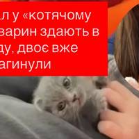 Скандал у «котячому кафе»: тварин здають в оренду, двоє вже загинули