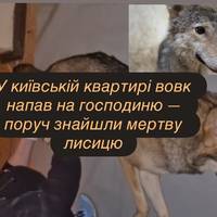 У київській квартирі вовк напав на господиню — поруч знайшли мертву лисицю