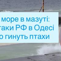 Чорне море в мазуті: після атаки РФ в Одесі масово гинуть птахи