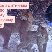 Рідкісна рись із дитинчам потрапила до фотопастки у Чорнобильському заповіднику
