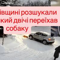 На Львівщині розшукали водія, який двічі переїхав собаку