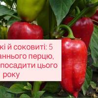 М’ясистий урожай: топ-5 ранніх сортів перцю для вашого городу