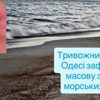 Тривожний сигнал: в Одесі зафіксували масову загибель морських коників