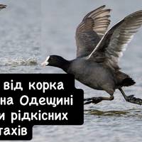 Звук як від корка пляшки: на Одещині спіймали рідкісних птахів
