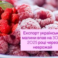 У 2025 році Україна суттєво зменшила обсяги виробництва та експорту малини