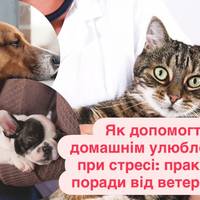 Як допомогти домашнім улюбленцям при стресі: практичні поради від ветеринара