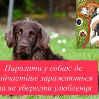 Де собаки підхоплюють паразитів: ветеринар дав поради власникам