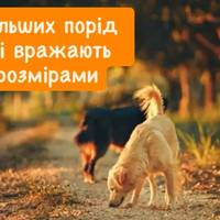 Топ найбільших порід собак, які вражають своїми розмірами