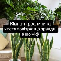 Кімнатні рослини та чисте повітря: що правда, а що міф