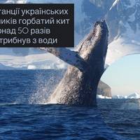 Біля станції українських полярників горбатий кит понад 50 разів вистрибнув з води
