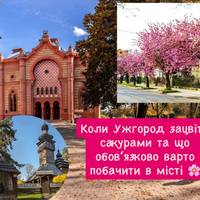 Рожевий сезон в Ужгороді: дати цвітіння сакур і топ-локації