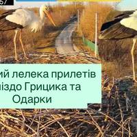 Перший лелека прилетів у гніздо Грицика та Одарки