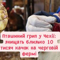 Пташиний грип у Чехії: знищать близько 10 тисяч качок на черговій фермі