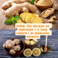 Імбир: від застуди до травлення — у чому користь і як правильно вживати