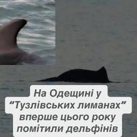 На Одещині у “Тузлівських лиманах” вперше цього року помітили дельфінів