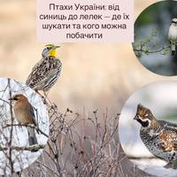 Птахи України: від синиць до лелек — де їх шукати та кого можна побачити