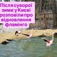 Після суворої зими: у Києві розповіли про відновлення фламінго