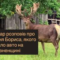 Ветеринар розповів про стан оленя Бориса, якого збило авто на Рівненщині