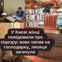У Києві жінці повідомили про підозру: вовк напав на господарку, лисиця загинула