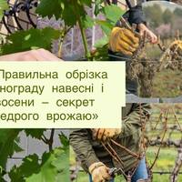 «Правильна обрізка винограду навесні і восени — секрет щедрого врожаю»