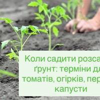 Коли садити розсаду в ґрунт: терміни для томатів, огірків, перцю й капусти