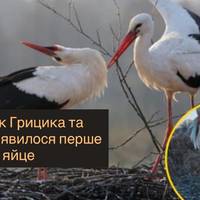 У лелек Грицика та Одарки з’явилося перше яйце