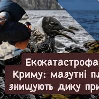 Екокатастрофа в Криму: мазутні плями знищують дику природу
