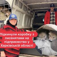 Підкинули коробку з лисенятами на підприємство у Харківській області