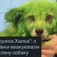 “Подружка Халка”: з Дружківки евакуювали зелену собаку