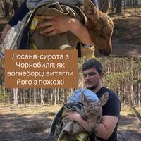 Лосеня-сирота з Чорнобиля: як вогнеборці витягли його з пожежі
