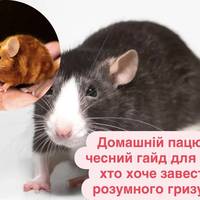Домашній пацюк: чесний гайд для тих, хто хоче завести розумного гризуна