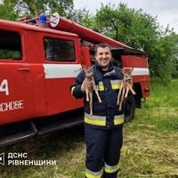 Герої-надзвичайники врятували оленят з вогню на Рівненщині