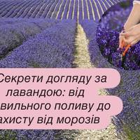 Як правильно доглядати за лавандою: полив, підживлення, обрізка та захист від хвороб і морозів