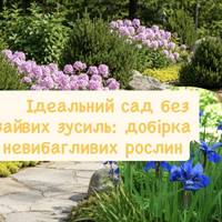 Ідеальний сад без зайвих зусиль: добірка невибагливих рослин