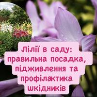 Лілії в саду: правильна посадка, підживлення та профілактика шкідників