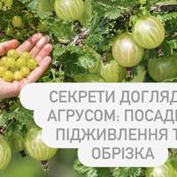 Секрети догляду за агрусом: посадка, підживлення та обрізка
