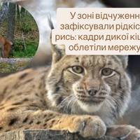 У зоні відчуження зафіксували рідкісну рись: кадри дикої кішки облетіли мережу