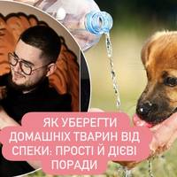 Як уберегти домашніх тварин від спеки: прості й дієві поради