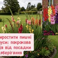 Як виростити пишні гладіолуси: покрокова інструкція від посадки до зберігання