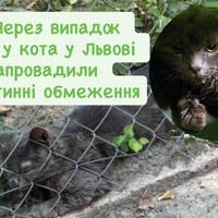 Через випадок сказу у кота у Львові запровадили карантинні обмеження