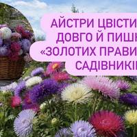 Айстри цвістимуть довго й пишно: 7 «золотих правил» для садівників